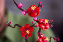 Plum Blossom lego 10369